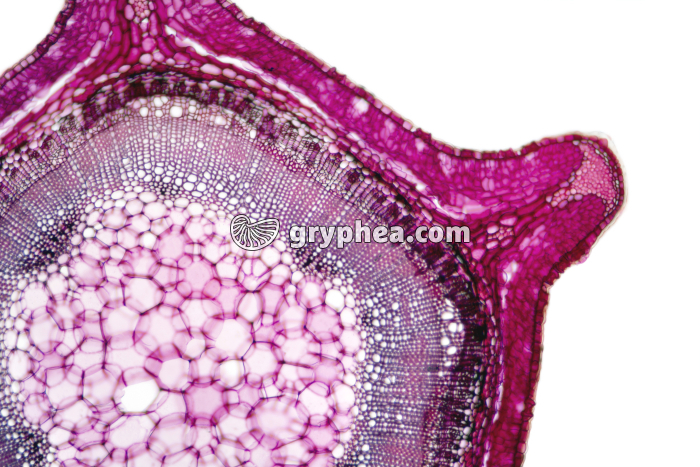 Tige de Genêt CT x25 - gryphea.com